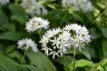 /album/fotogalerij/heemtuin07-05-14-036-jpg/